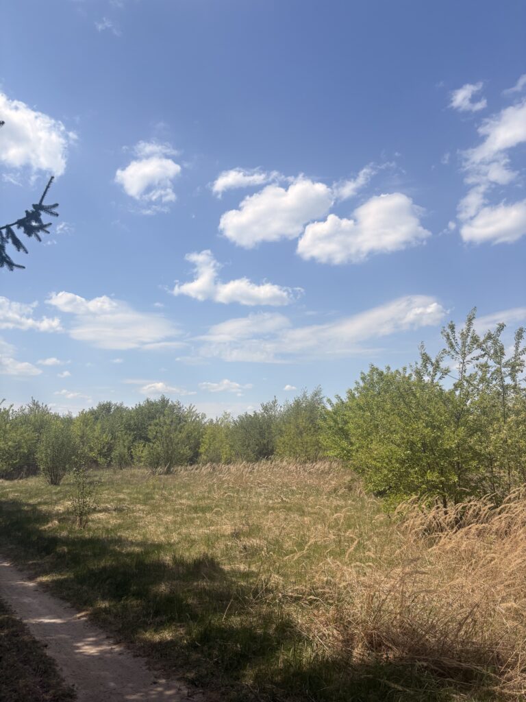 Karczowanie działek