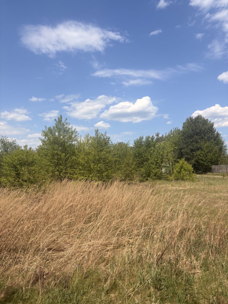 Karczowanie działek